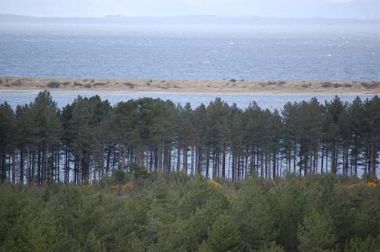 Culbin Forest