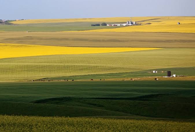 Alberta farmland