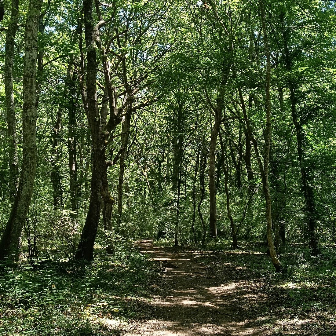 Bosco Macchia Grande