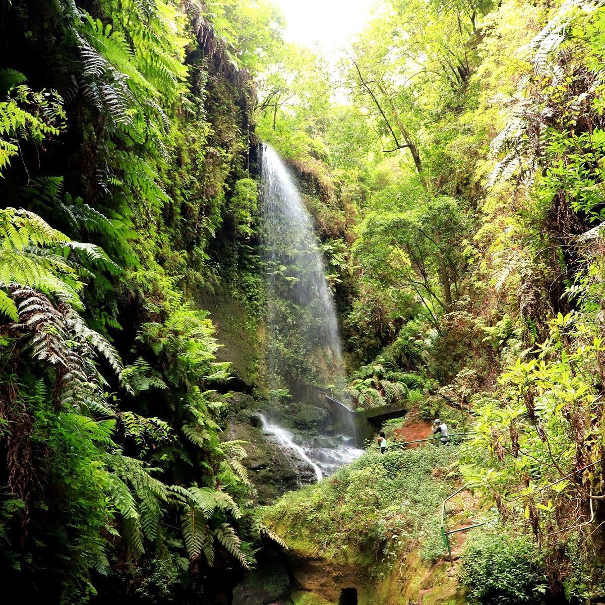 Bosque de Los Tilos