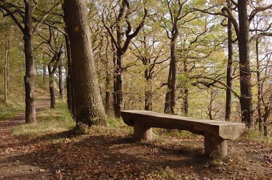 Chopwell Woods